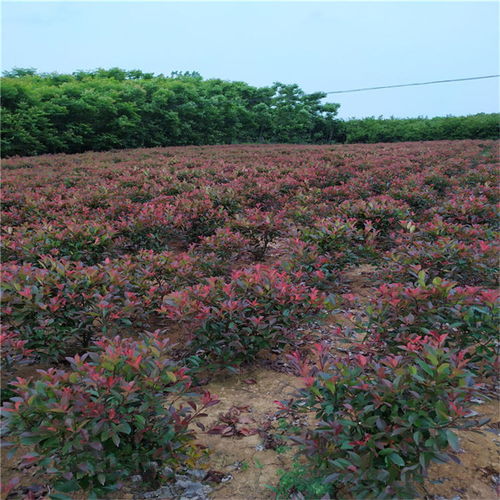 廠家每日推薦 山西太原小花月季品種類別齊全,山西雛菊