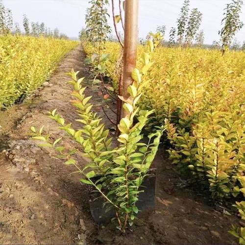 統(tǒng)州青州花卉苗木種植基地基地批發(fā)金葉女貞金葉女貞價(jià)格