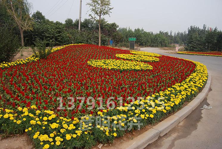 花卉租擺-工程案例-青州市彥明花卉苗木種植專業(yè)合作社-綠化苗木種植