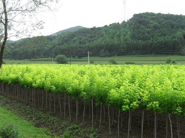 金葉復(fù)葉槭--萬興花卉苗木種植專業(yè)合作社-膩子粉,外墻膩子粉,膩子粉