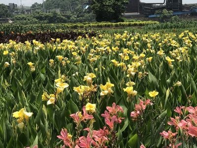 貴陽苗木花卉種植