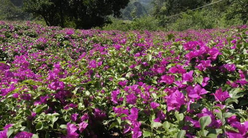 魯?shù)樗笊芥?zhèn)黑石村苗圃基地綻放 幸?；? class=