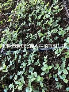 草莓苗供應 草莓苗供應價格 報價 草莓苗供應品牌廠家