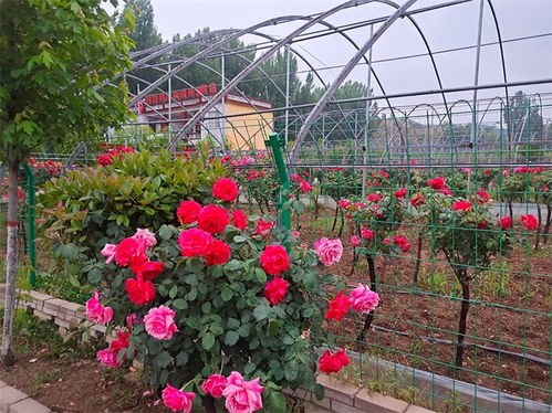 河南魯山 恰逢春日時光好 花卉苗木收益高