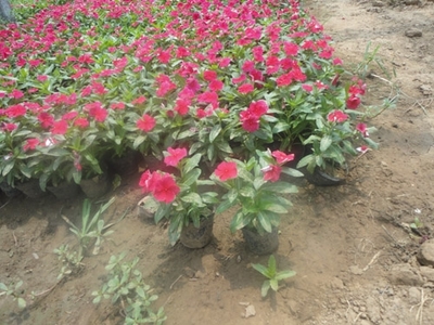 供應長春花行情【】長春花種植基地【】山東長春花價格-青州元磊花卉苗木