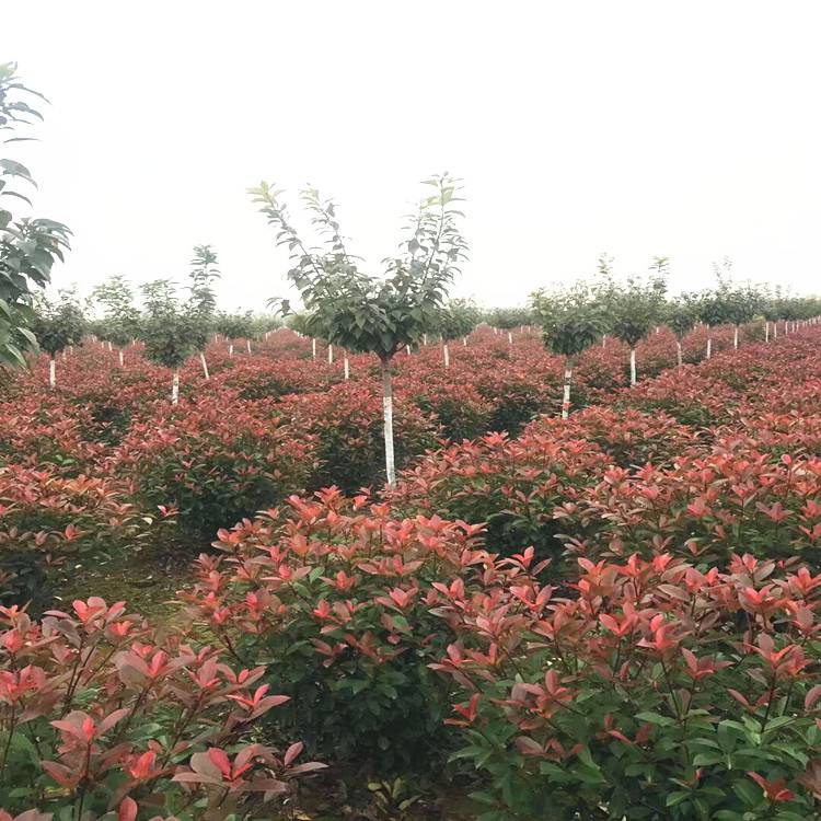 陜西銅川裕森苗木 紅葉石楠 盆栽容器苗高度70公分 西安苗木花卉