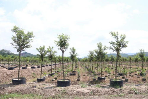 致富有招 德慶這條鎮(zhèn)大力發(fā)展花木基地,計(jì)劃種植1000畝