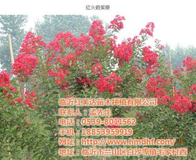 上海美國(guó)紅紫薇 紅美達(dá)苗木 美國(guó)紅紫薇快繁技術(shù)