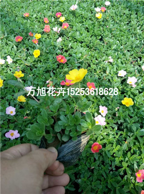 青州馬齒莧種植基地!青州萬旭花卉苗木基地供應(yīng)產(chǎn)品青州市萬旭花卉苗木專業(yè)合作社 - 艾特貿(mào)易網(wǎng)商鋪展示