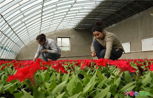 鮮花盛開 春日可期 新疆庫爾勒苗圃進(jìn)入花期管理