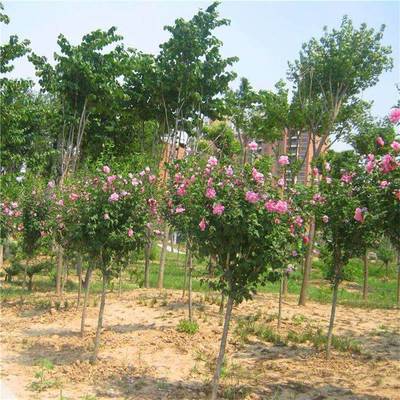 庭院街道公路觀花植物花卉重瓣木槿 木槿樹苗 園林綠化苗木花苗