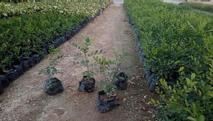 七里香容器苗 七里香袋苗 常綠性植物 庭院花園景觀花卉