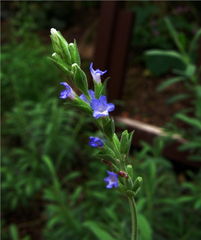 山東薰衣草 雛菊種植基地 山東金葉女貞 山東青州魯豫草花花卉園藝場 一二年生草花,花卉種子種苗,樹木盆景,年宵花,綠化苗木