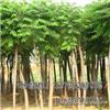 找河北保定海源苗木花卉基地的河北最大的千頭椿種植基地價格、圖片、詳情,上一比多_一比多產(chǎn)品庫