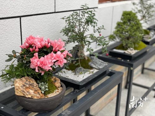 迎春 云上花市 開(kāi)幕 廣州超1200萬(wàn)盆年花云端待客