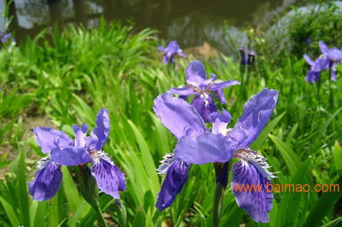 宿根花卉種植基地 宿根花卉批發(fā) 宿根花卉供應(yīng),宿根花卉種植基地 宿根花卉批發(fā) 宿根花卉供應(yīng)生產(chǎn)廠家,宿根花卉種植基地 宿根花卉批發(fā) 宿根花卉供應(yīng)價格