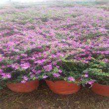 【國慶節(jié)花卉,國慶節(jié)組擺花卉,國慶節(jié)常用花卉種類圖片】國慶節(jié)花卉,國慶節(jié)組擺花卉,國慶節(jié)常用花卉種類 - 青州市茗茜花卉苗木專業(yè)合作社