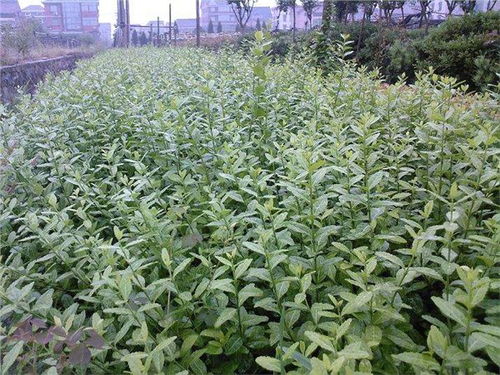 山東濰坊扶芳藤種植基地大量低價出售40cm以上扶芳藤樹苗 青州市萬綠花卉苗木專業(yè)合作社 綠