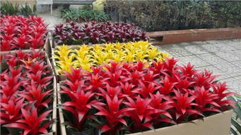 鳳梨種植基地 山東鳳梨價格 青州市李珊花卉苗木種植專業(yè)合作社 綠化苗木基地