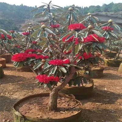 秦皇島盆栽大樹(shù)杜鵑苗木種植技術(shù)好