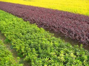 園林植物_長(zhǎng)沙縣跳馬鎮(zhèn)鴻吉苗圃-