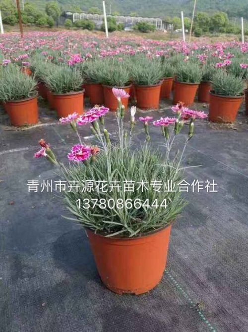 【彩虹石竹穴盤苗種植基地】- 