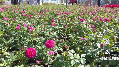沙洋市苗木花卉產(chǎn)業(yè)發(fā)展綜述