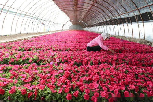 新疆兵團二師 開都河畔 花經(jīng)濟 帶給職工 花樣幸福