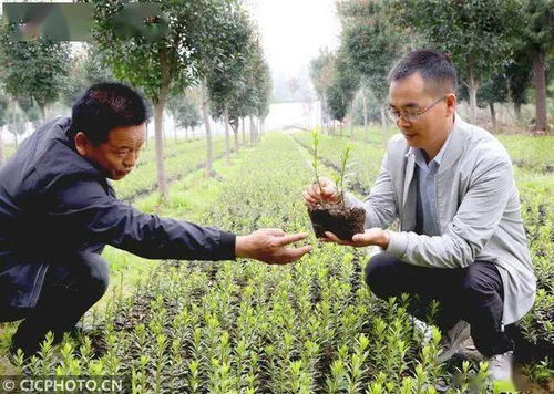 河南平頂山 花卉苗木種植助農(nóng)增收