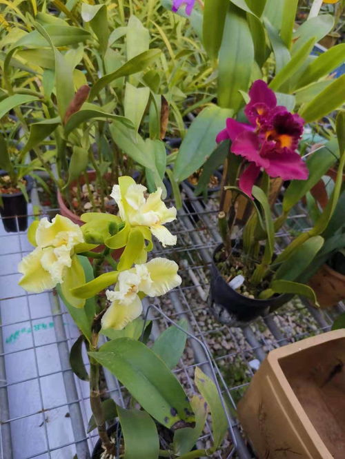 中山申辦第十一屆花博會
