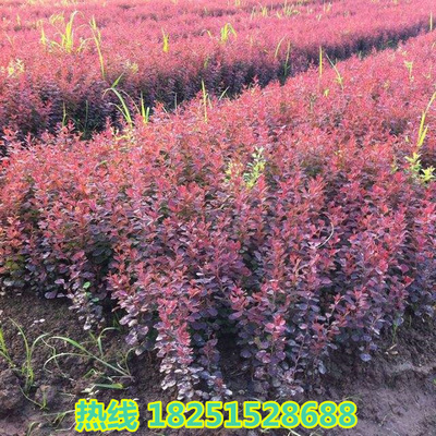 江蘇紅葉小檗園林綠化紅葉小檗