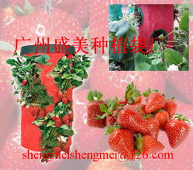草莓種植袋 廣州盛美花木園林用品廠