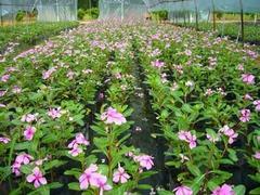 【濰坊具有口碑的長春花供應 時令草花種植】濰坊具有口碑的長春花供應 時令草花種植批發(fā)價格,廠家,圖片,青州市 花卉苗木 -