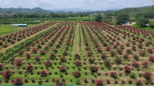 致富有招 德慶這條鎮(zhèn)大力發(fā)展花木基地,計劃種植1000畝