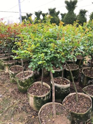 南陽月季基地多個品種2萬余盆月季發(fā)往省內(nèi)花卉市場