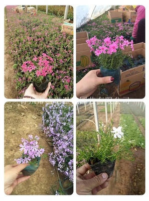【宿根叢生福祿考芝櫻花價格供應|?；êＴO計及施工,園藝造型,花卉苗木種植銷售,園林綠化工程施工,花卉種子銷售,農(nóng)業(yè)花卉技術指導;花卉用品,花卉資材,溫室工程設計,施工,溫室骨架,溫室資材及配件銷售青州市盛諾溫室園藝商鋪