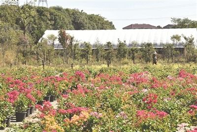 鷹潭市人民政府 今日鷹潭 發(fā)展花卉苗木產(chǎn)業(yè)鼓起村民 錢袋子