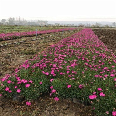 孔雀草花海種苗種植批發(fā)產(chǎn)地在哪里
