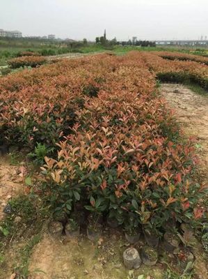 紅葉石楠大杯苗-紅葉石楠大杯苗價(jià)格_紅葉石楠大杯苗信息2圖片_高清圖_細(xì)節(jié)圖-金華大杯苗種植基地紅葉石楠 金森女貞 紅花繼木