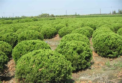 定州市旺源苗木花卉種植