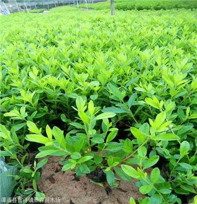 錦繡杜鵑批發(fā) 杜鵑杯苗 庭院綠化用的工程苗木
