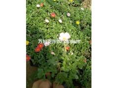 青州太陽(yáng)花種植基地!青州萬(wàn)旭花卉苗木基地供應(yīng)產(chǎn)品青州市萬(wàn)旭花卉苗木專業(yè)合作社 - 艾特貿(mào)易網(wǎng)商鋪展示