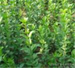 優(yōu)質(zhì)衛(wèi)矛首推青州森源花卉苗木 衛(wèi)矛種植基地-青州市森源花卉苗木提供優(yōu)質(zhì)衛(wèi)矛首推青州森源花卉苗木 衛(wèi)矛種植基地的相關(guān)介紹、產(chǎn)品、服務(wù)、圖片、價(jià)格衛(wèi)矛、小區(qū)綠化用苗、綠化工程用苗、小區(qū)綠化樹(shù)苗、青州綠化苗木基地、濰坊道路綠化樹(shù)苗、