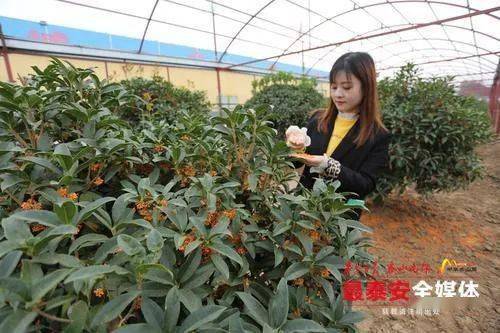 第十六屆泰山苗木花卉交易會(huì)10月16日開(kāi)幕