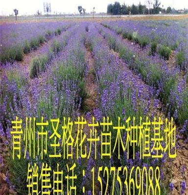 衢州熏衣草種植基地青州市圣格花卉苗木專(zhuān)業(yè)合作社