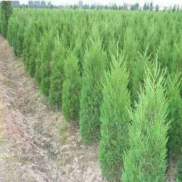 廣東省柏樹(shù)苗種植基地